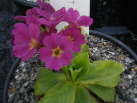 Primula Hortensis